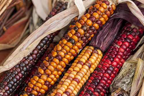 A close up of multi colored corn most common during the holidays.