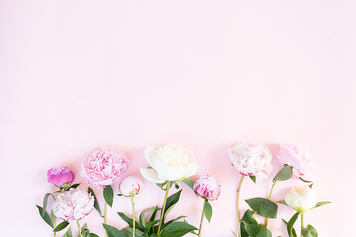 Beautiful fresh pink and white peony flowers on pink desk, top view and flat lay background