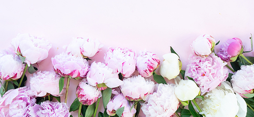 Beautiful blooming pink and white peony flowers border on pink table with copy space for your text, top view and flat lay background banner