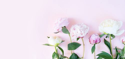 Beautiful fresh pink and white peony flowers on pink table, top view and flat lay background banner