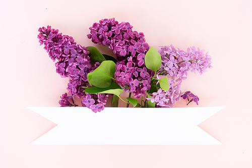 Fresh lilac flowers over pink background with copy space, flat lay floral composition with copy space