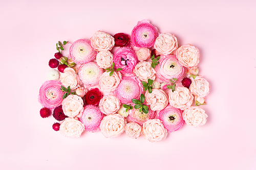 Flowers composition. Pattern made of roses and ranunculus flowers on pink plain background. Flat lay, top view backdrop