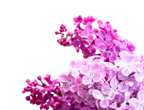 Fresh lilac flowers twig isolated over white background