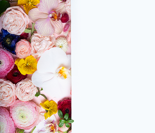 Flowers composition. Lay out with copy space over white, made of roses and ranunculus flowers on white background. Flat lay, top view
