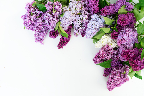 Fresh lilac flowers over pink background with copy space, flat lay floral composition over white