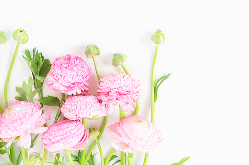 Fresh pink ranunculus flowers on white background. Flat lay, top view scene.