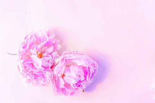 Beautiful fresh pink peony flowers on pink table with copy space for your text, top view and flat lay background, toned