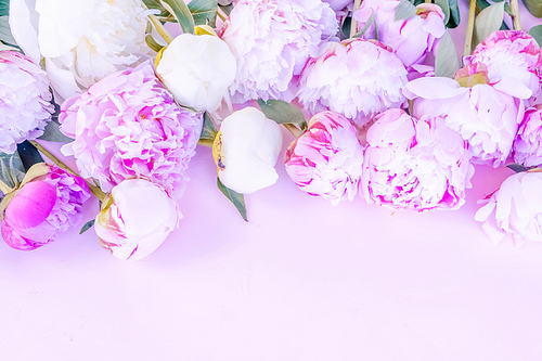 Beautiful fresh pink and white peony flowers border on pink table with copy space for your text, top view and flat lay background, toned