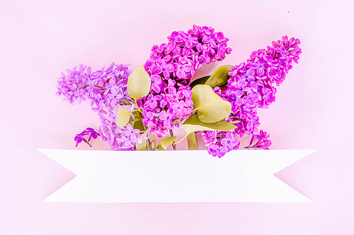 Fresh lilac flowers over pink background with copy space, flat lay floral composition with copy space, toned