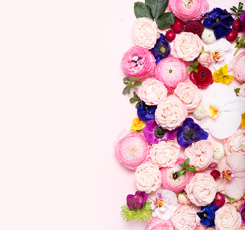 Flowers composition. Lay out border with copy space made of roses and ranunculus flowers on pink background. Flat lay, top view