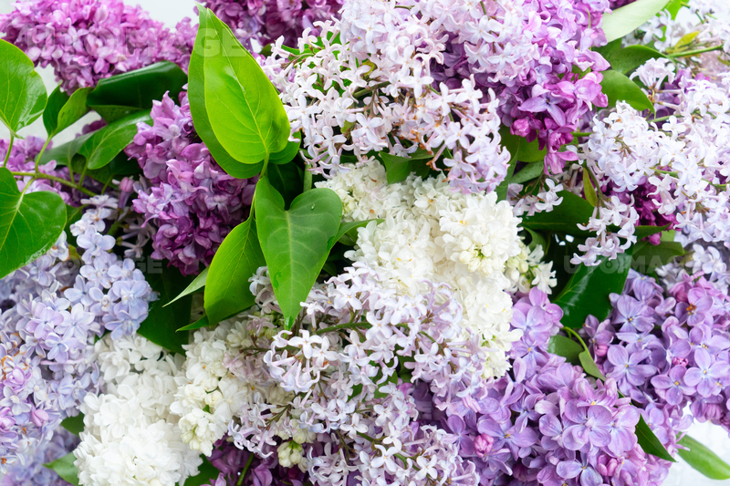 유토이미지 Fresh lilac flowers close up naural floral macro