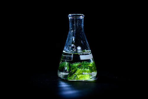 algae research in laboratories, biotechnology science concept