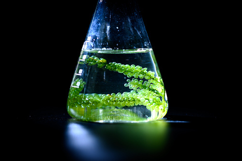 Photobioreactor in Algae fuel biofuel industry, sustainable energy concept