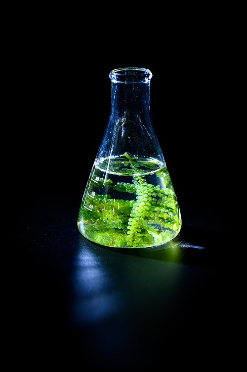 algae seaweed research, biofuel  industry science, sustainable concept