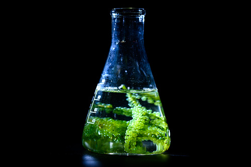 algae biofuel in biotech laboratory, Photobioreactor algae fuel research in biofuel industrial laboratories