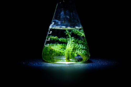 Photobioreactor in Algae fuel biofuel industry, sustainable energy concept