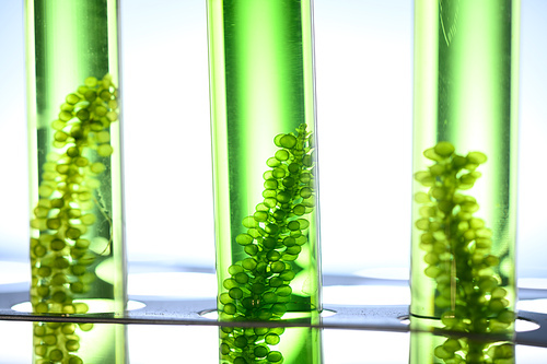 Photobioreactor in Algae fuel biofuel industry, sustainable energy concept