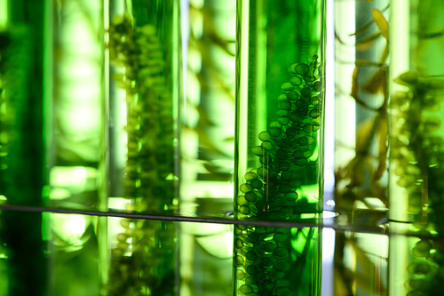 Algae seaweed in science experiments, laboratory research