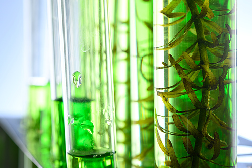 algae research in laboratories, biotechnology science concept