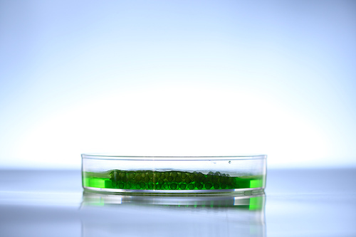 algae research in laboratories, biotechnology science concept