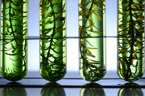 algae seaweed research, biofuel  industry science, sustainable concept