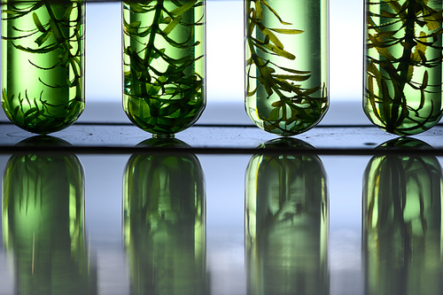 algae biofuel tube in biotech laboratory, Photobioreactor in lab algae fuel biofuel industry