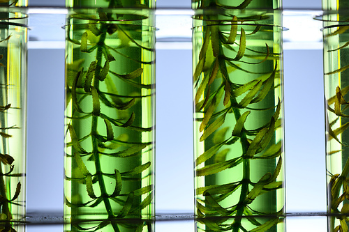 Algae seaweed in science experiments, laboratory research