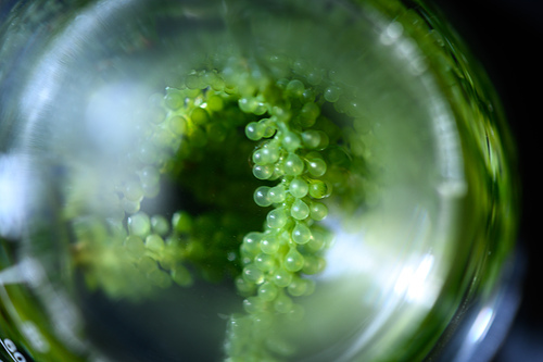 algae seaweed research, biofuel  industry science, sustainable concept