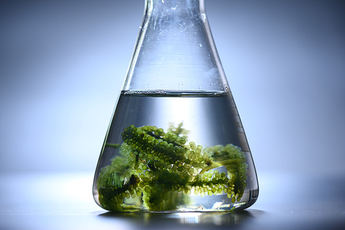 algae research in laboratories, biotechnology science concept