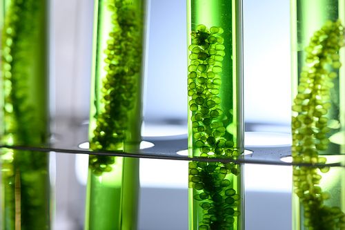 algae biofuel tube in biotech laboratory, Photobioreactor in lab algae fuel biofuel industry