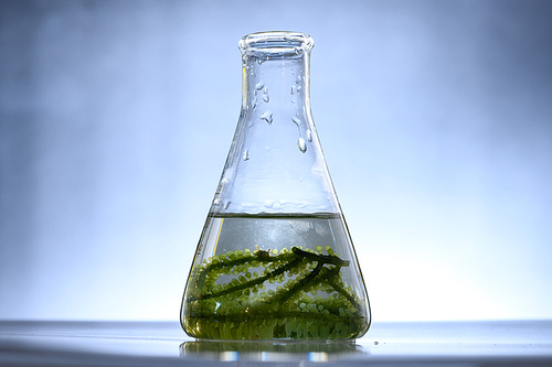 algae biofuel in biotech laboratory, Photobioreactor algae fuel research in biofuel industrial laboratories