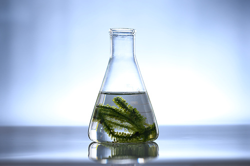 algae seaweed research, biofuel  industry science, sustainable concept