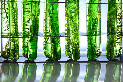 algae research in laboratories, biotechnology science concept