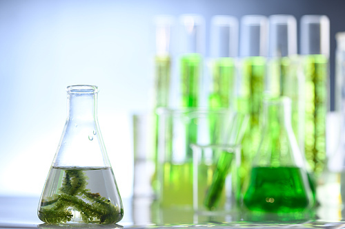 algae biofuel in biotech laboratory, Photobioreactor algae fuel research in biofuel industrial laboratories