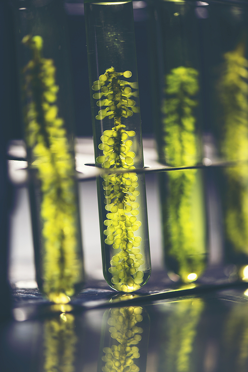 Test tubes with liquid, closeup in laboratory