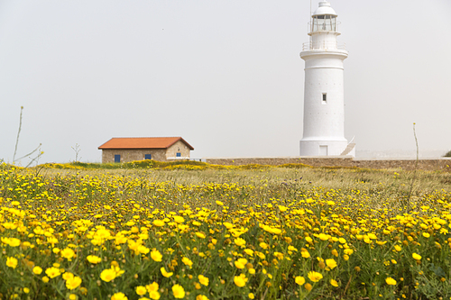 blur in cyprus the  old lighthouse near a field of flower and the sky concept of safety