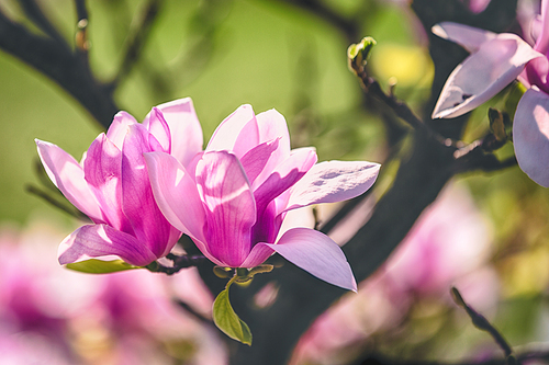 opening magnolia flower in the park at springtime on the dark background with a shallow DOF