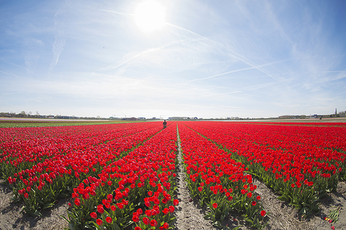 field with red tulips in the netherlands.
