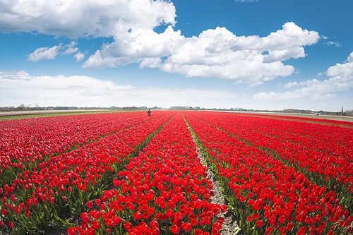 field with red tulips in the netherlands.