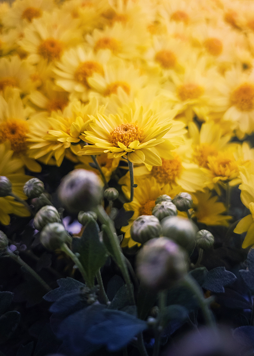 close up of flowered yellow chrysanthemums and unflowered buds. blooming autumn flowers nature background. soft vertical shot with blossoming michaelmas daisies,  and thanksgiving symbols.