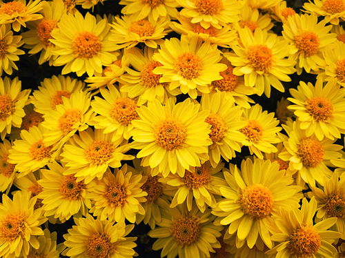 Top view close up of yellow chrysanthemums bouquet composition. Texture pattern of blooming michaelmas daisies flowers, fresh nature cute background.