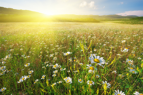 Spring flowers of daisy in meadow. Beautiful landscapes.