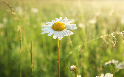 Daisy flower. Nature composition.