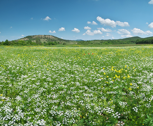 Spring flowers meadow. Beautiful landscapes.