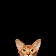Portrait of beautiful young abyssinian cat. Close up of red cat.  Isolated on black background