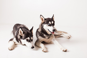 Two adult dogs husky with different colored eyes and a chain around his neck, isolated on white