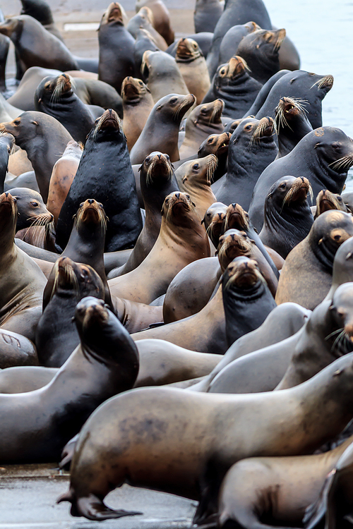 Several sea lions on a dock with their heads held up in Astoria, Oregon.