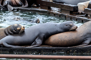Sea Lions rest on the docks along the Columbia River in Astoria, Oregon.