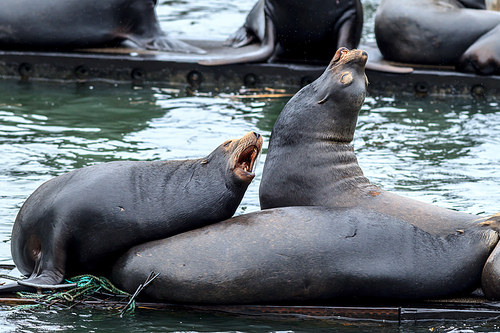 Two sea lions on the dock appear to be barking in Astoria, Oregon.