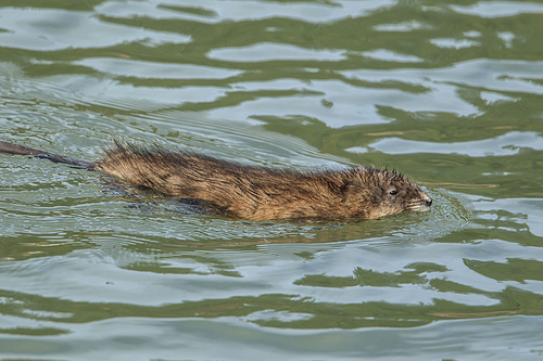 Muskrat (ondatra zibethicus) swims in Fernan Lake in Coeur d'Alene, Idaho.